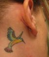 hummingbird pics tattoo on back of ear